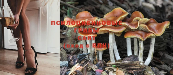 PSILOCYBIN Дмитриев